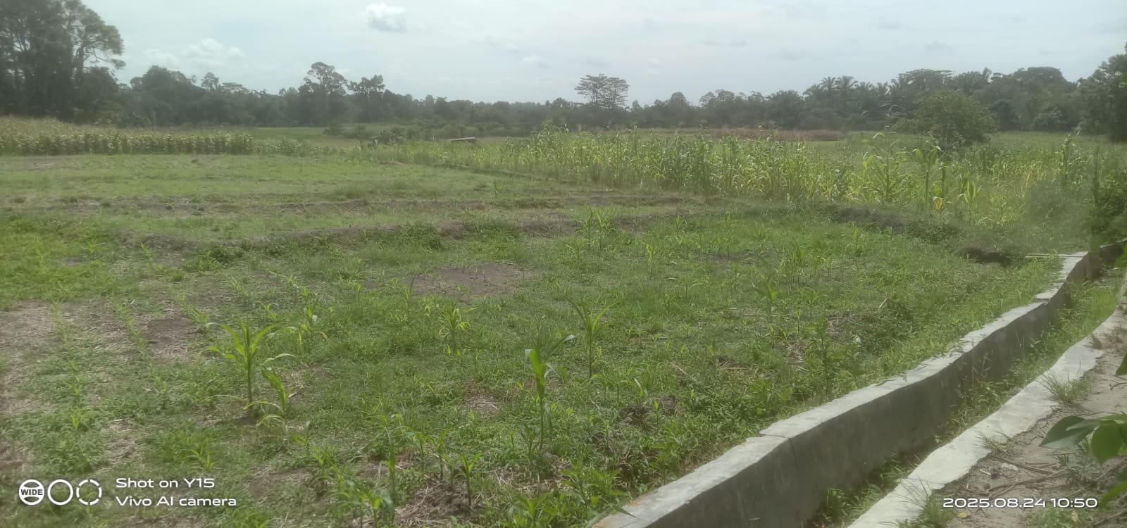 ALIHFUNGSI: Puluhan hektar persawahan di Kelurahan Tigabalata III, Kecamatan Jorlanghataran, Kabupaten Simalungun alihfungsi ke tanaman jagung dan ubi, Jumat (29/8/2025).(Foto R Sinaga).
