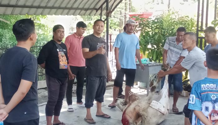 Raih Keberkahan di Momen Idul Adha 1447 H, Keluarga Besar SMKN 1 Siantar Potong 1 Ekor Sapi